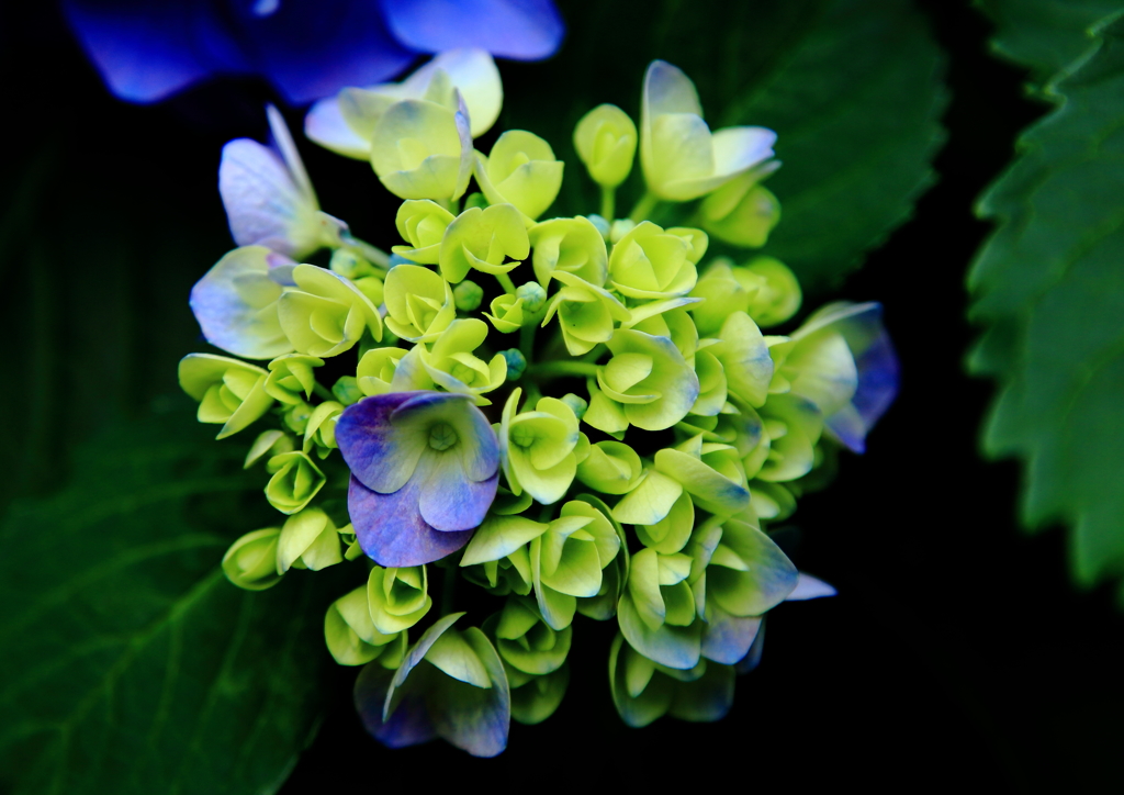 花束