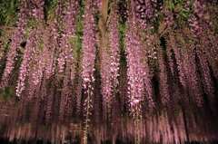 花降る季節2