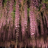 花降る季節2