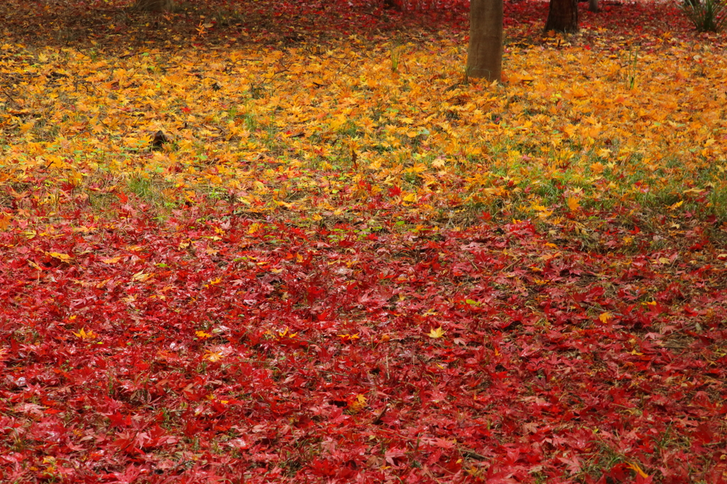 紅葉畑