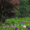 菖蒲の谷2