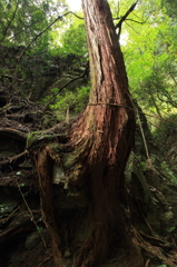 森の守り
