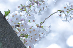 ほんのり