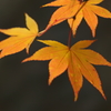 手