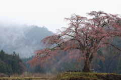 村守の桜