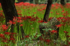 彼岸花の森