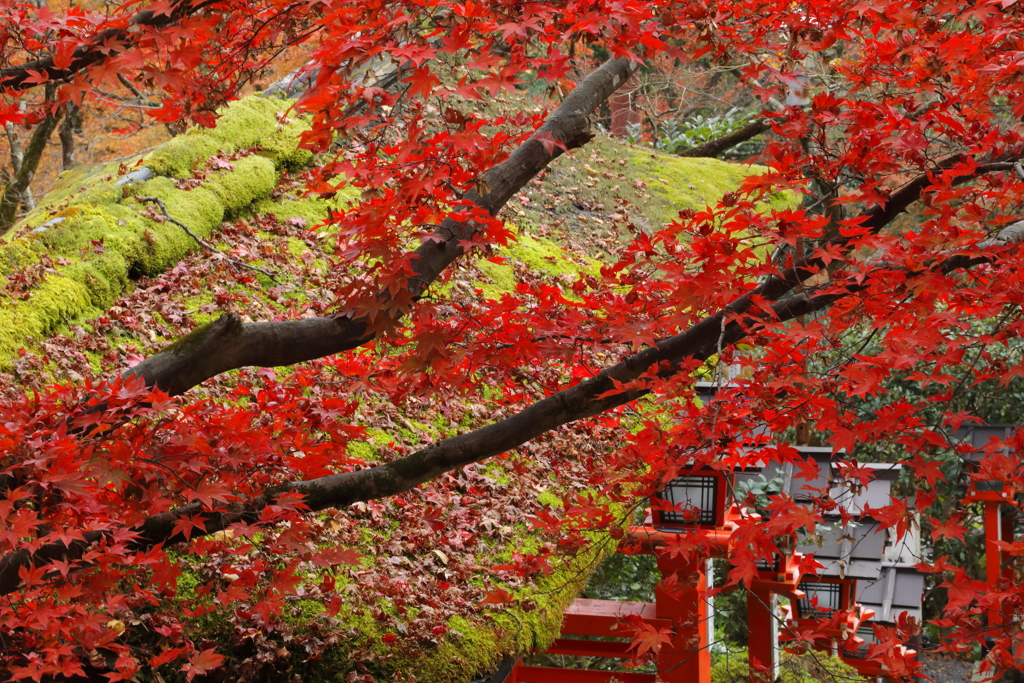 鞍馬寺3