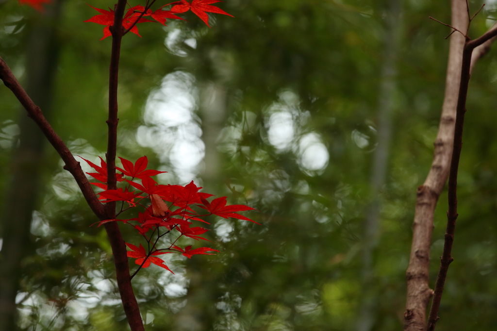 緑に映える紅葉