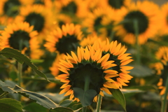 夏色