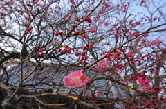 春二番