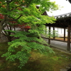 初夏の緑