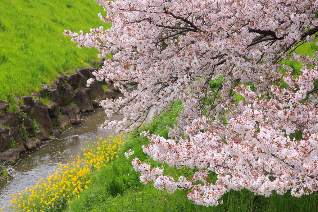 春の小川