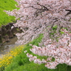春の小川