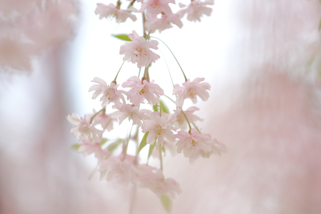 花飾り