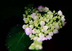 花束２