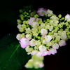 花束２