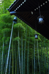緑茂