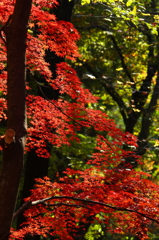 朝の散歩道で