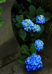 道脇の華