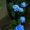 道脇の華