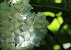 紫陽花ぼんぼり