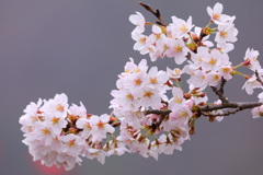 清桜
