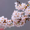 清桜