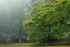 紅の始まり