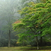 紅の始まり