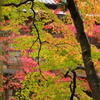 Colorful3
