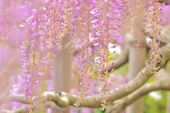 Purple Air