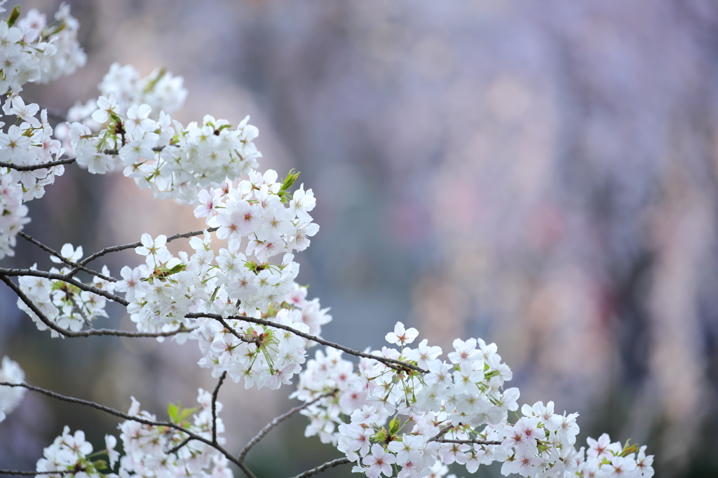 和菓子のような桜