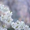 和菓子のような桜