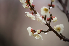 雨の日の開花