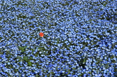 蒼い地