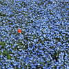 蒼い地