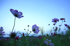透ける薄蒼