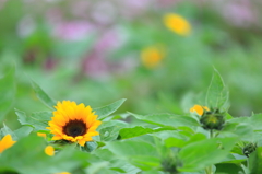 小さな花？