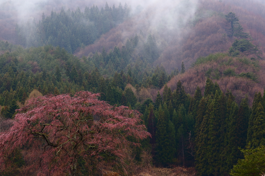 静かな山春