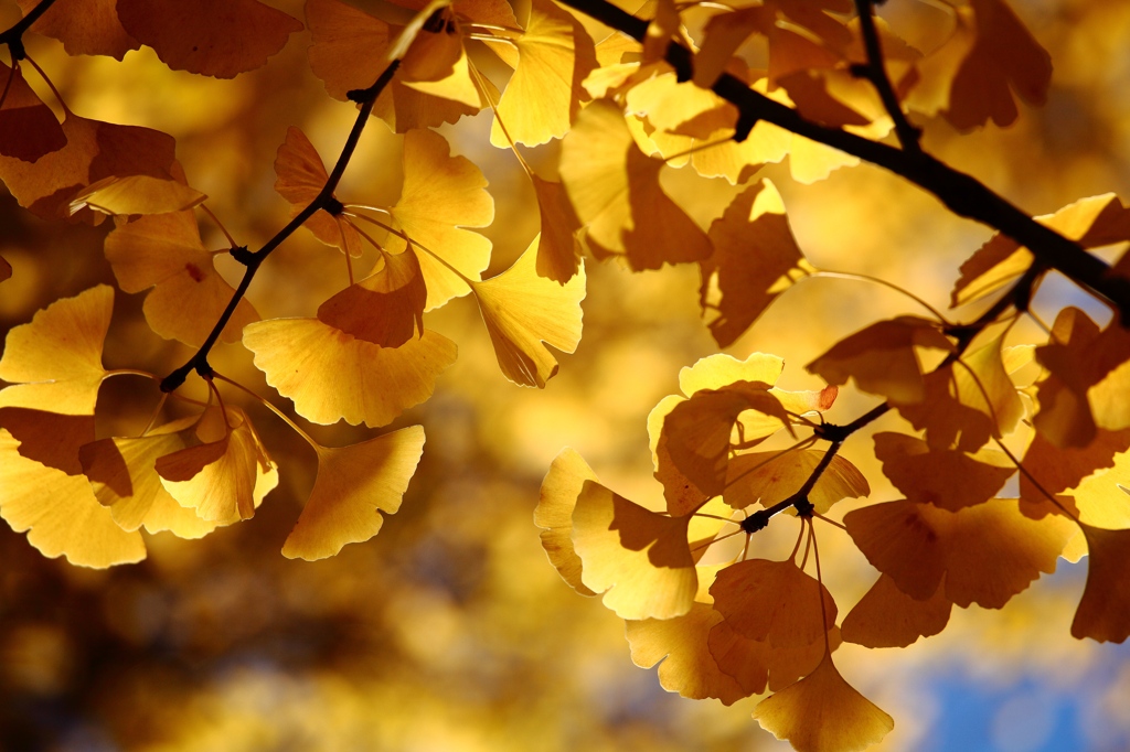 葉っぱと光のダンス