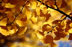 葉っぱと光のダンス