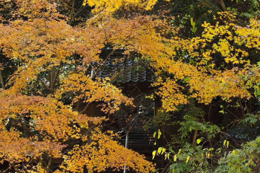 鞍馬寺1