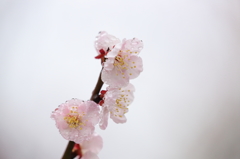 和菓子のような花