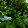 紫陽花一番咲き