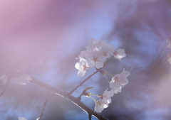 春光