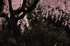 散る