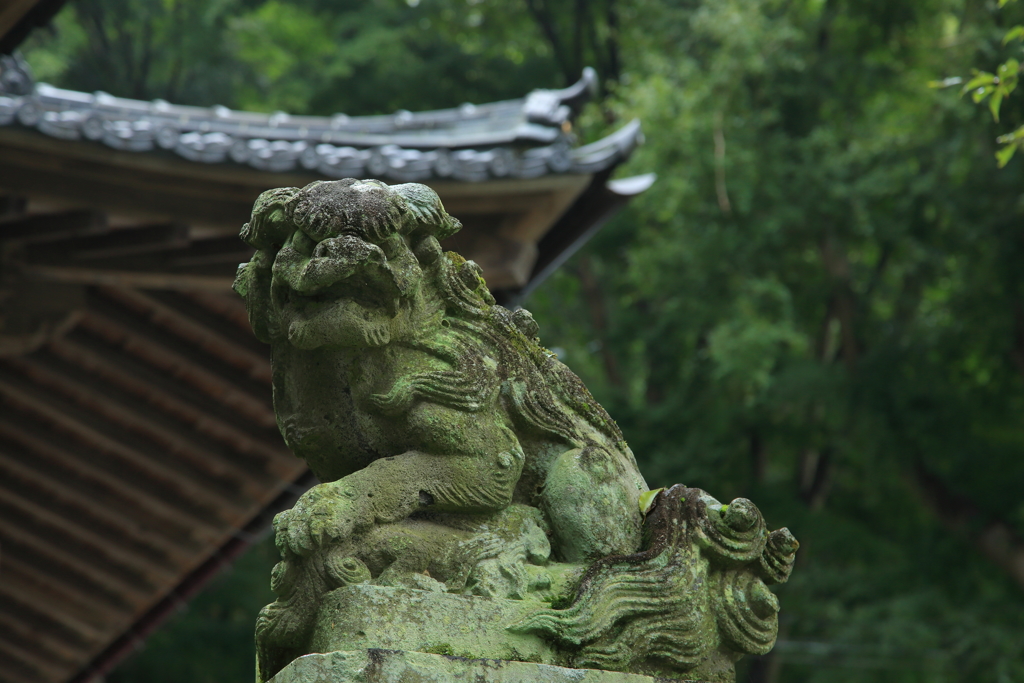 気