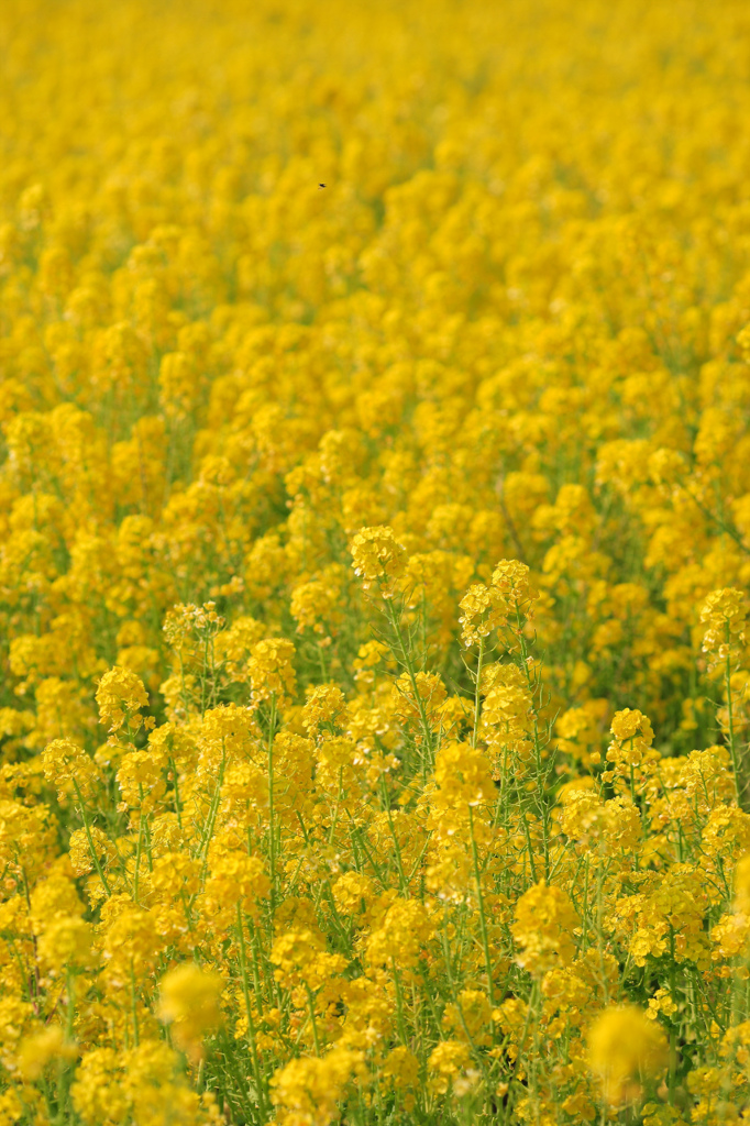 菜の花