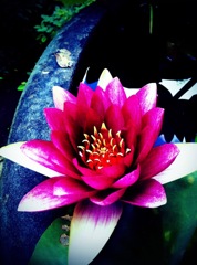 a lotus flower