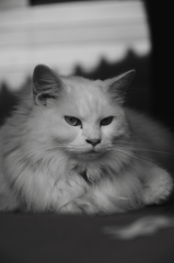 ねこ